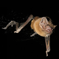 Гигантская вечерница (Nyctalus lasiopterus)