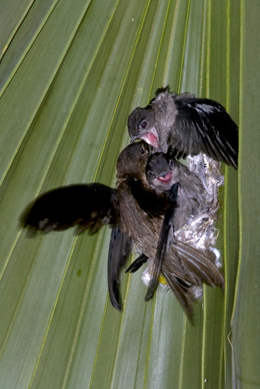 Птенцы азиатского пальмового стрижа
