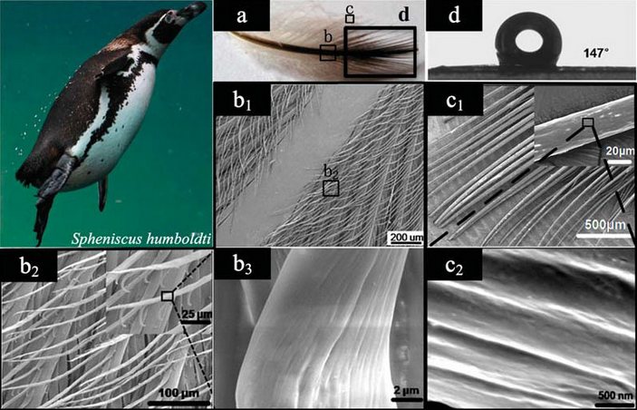 Пингвин Гумбольдта; внешний вид пера пингвина; фотографии его фрагментов при всё большем увеличении; угол контакта капельки воды с пером