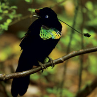 Паротия Ванеса