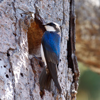 Древесная американская ласточка (Tachycineta bicolor)