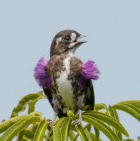 Самец белобровой плюмажной котинги