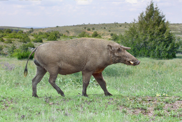 Короткошерстный кубанохер