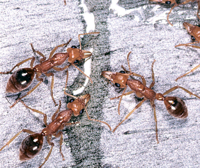 Муравьи едят мед