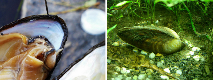 Перловица изнутри