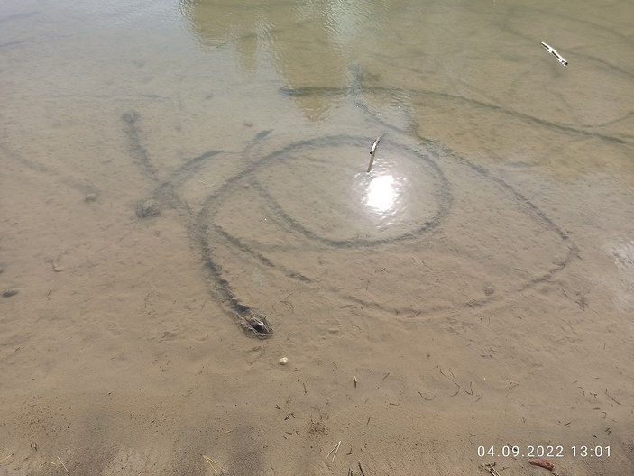 Следы перловицы 