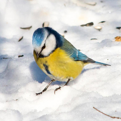 Мир глазами лазоревки