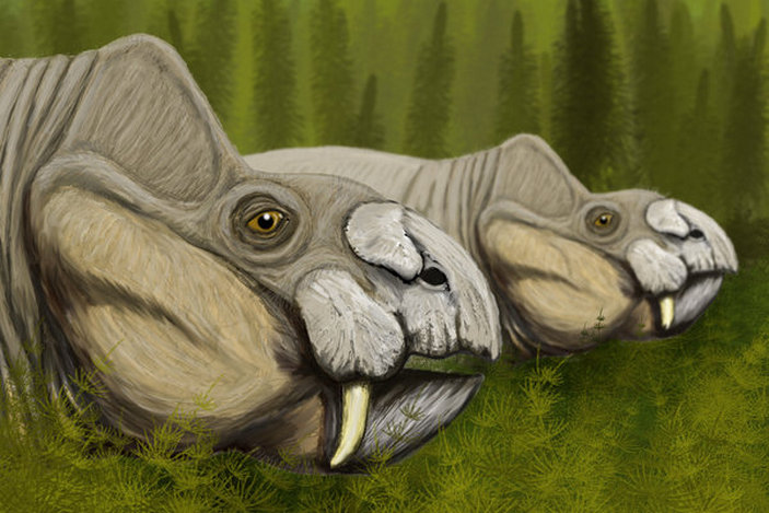 Пара рабидозавров