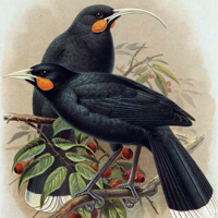 Слева: гуйя (Heteralocha acutirostris) — вид новозеландских птиц, полностью вымерший в течение XX века. Справа: Портрет Тукукино, вождя одного из воинственных племен Северного острова Новой Зеландии