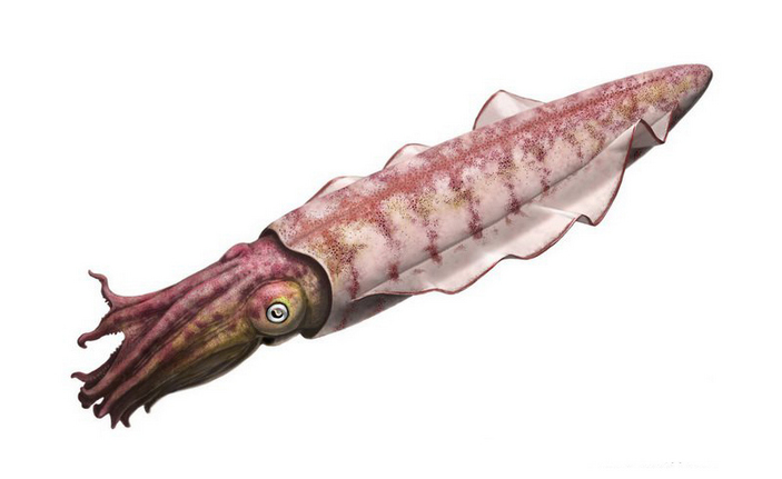 Колеоидея Hematites