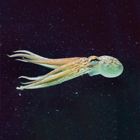 Плывущий обыкновенный осьминог