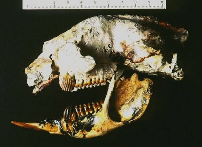 Череп экальтадеты