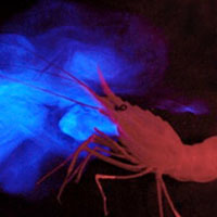 Волшебный свет