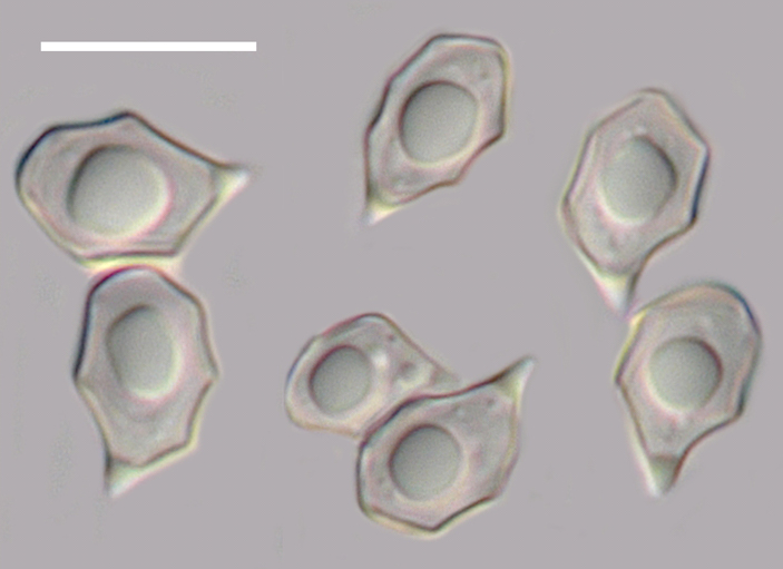 Споры гриба Entoloma kruticianum