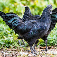 Куры аям чемани