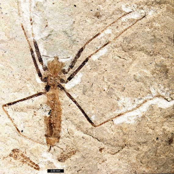 Saurophthirus