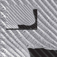 Структурная окраска