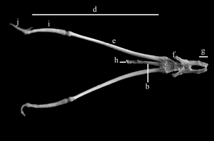 Строение подъязычного аппарата птиц