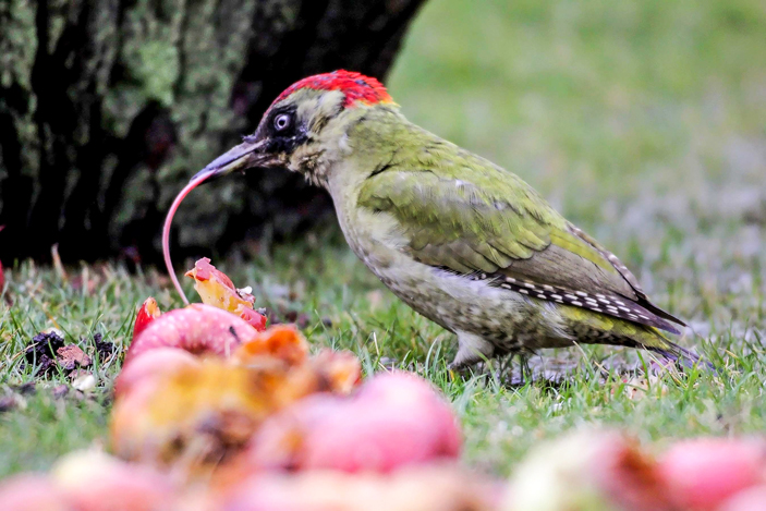 Длинный язык дятла