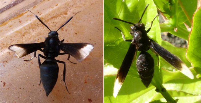 Слева — бабочка-совка Myrmecopsis strigosa (Erebidae), справа — ее прототип, оса Parachartergus apicalis, Коста-Рика