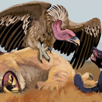 Австралийский гриф отгоняет сумчатого дьявола от трупа сумчатого льва