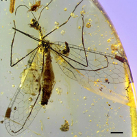 Рис. 1. Сетчатокрылое насекомое Pedanoptera arachnophila и его предполагаемая личинка