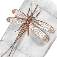 Brodioptera sinensis