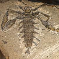 Strashila incredibilis