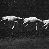 Кошка и бутерброд