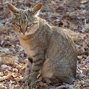 <b>Рис. 1.</b> Африканские дикие кошки внешне почти неотличимы от домашних