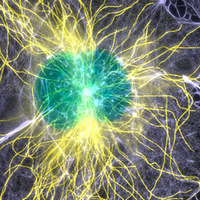 Флуоресцентные репортеры и их репортажи