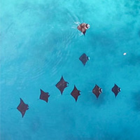 Группа рифовых мант