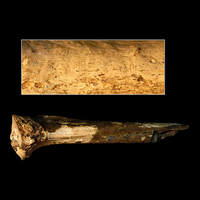 Окаменелая большеберцовая кость неопределенного гоминина