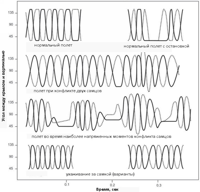 Траектория движения крыльев самцов стрекоз C. cancellata