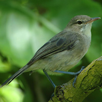 Сейшельская камышевка (Acrocephalus sechellensis)