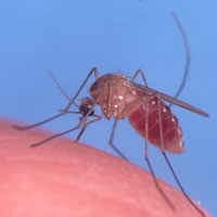 Антимужской микроб