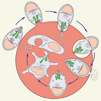 Стадии вторжения малярийного мерозоита внутрь эритроцита (изображение с сайта www.nimr.mrc.ac.uk)