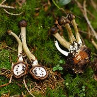 Кордицепсы, паразиты грибов