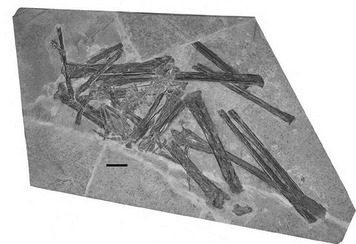 Arthurdactylus conandoylei