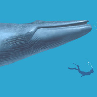 Реконструкция внешнего вида найденного в Италии синего кита