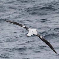 «Страж океана» — странствующий альбатрос (Diomedea exulans)