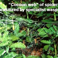 Паразитические манипуляции фенотипом хозяина: эффекты во внутренней и внешней среде