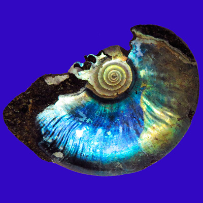 Мышцы аммонитов