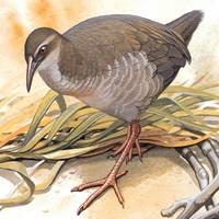 Уэйкский пастушок