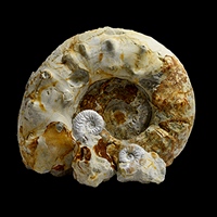 Диморфизм у аммонитов