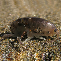 Кто такие песчаные блохи