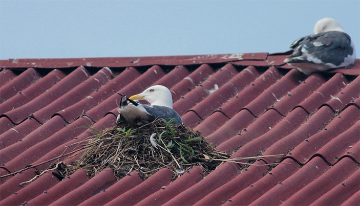 Гнездо чайки на крыше