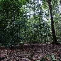 Сад дьявола