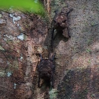 Saccopteryx bilineata