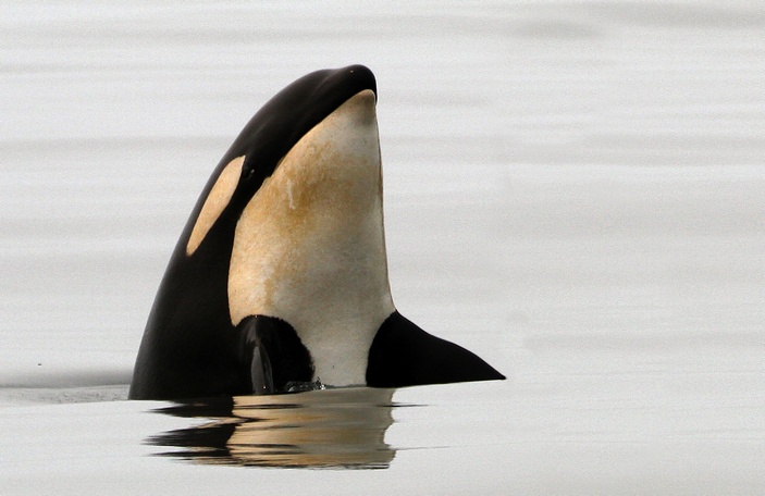 какое зрение у дельфинов. Смотреть фото какое зрение у дельфинов. Смотреть картинку какое зрение у дельфинов. Картинка про какое зрение у дельфинов. Фото какое зрение у дельфинов какое зрение у дельфинов. Смотреть фото какое зрение у дельфинов. Смотреть картинку какое зрение у дельфинов. Картинка про какое зрение у дельфинов. Фото какое зрение у дельфинов